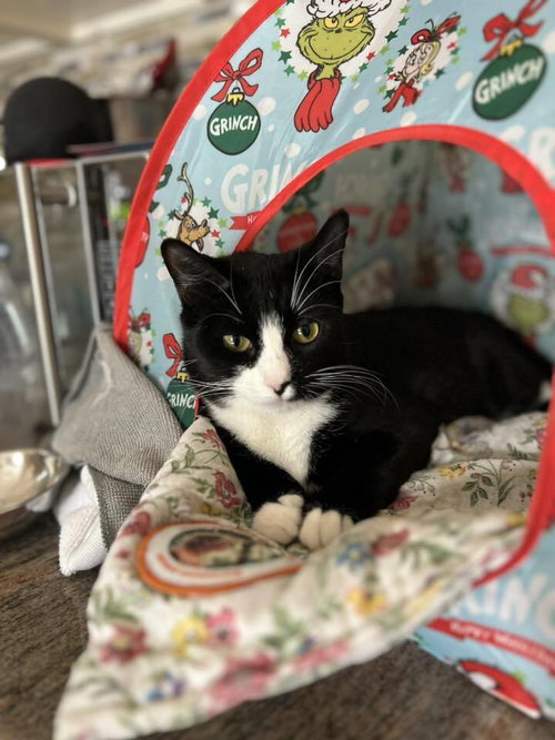 MOON - Domestic Short Hair available for adoption