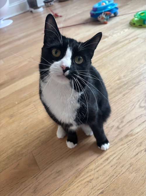 Moon, Domestic Short Hair, cat for adoption in Clifton, New Jersey