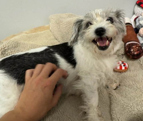 BRIE - Chihuahua / Terrier available for adoption