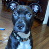 Sparrow (p) - Photo 2