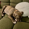 Latte (p) - Photo 4