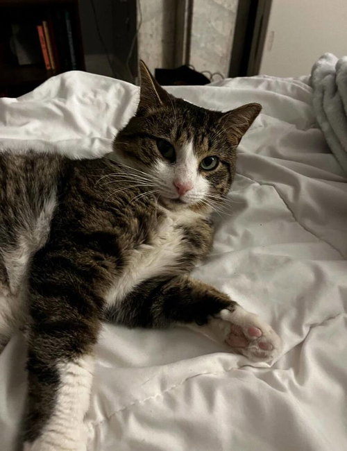 LOBOA - Domestic Short Hair available for adoption