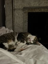 Lobo - Photo 1
