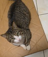 Lobo - Photo 4
