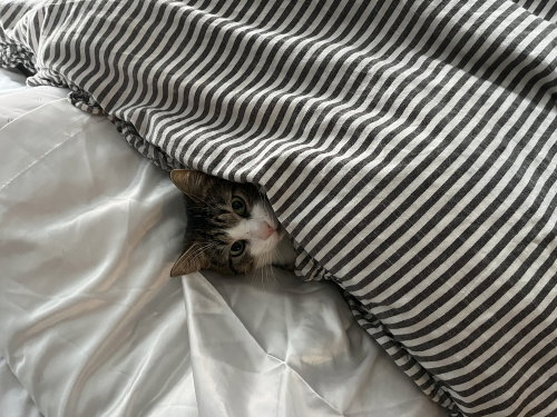 Lobo, Domestic Short Hair, cat for adoption in New Rochelle, New York
