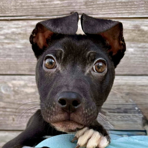 MELVIN (P) - Labrador Retriever / Terrier available for adoption