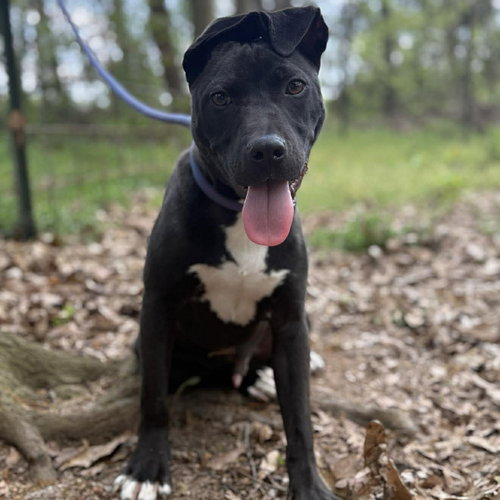 MELVIN (P) - Labrador Retriever / Terrier available for adoption