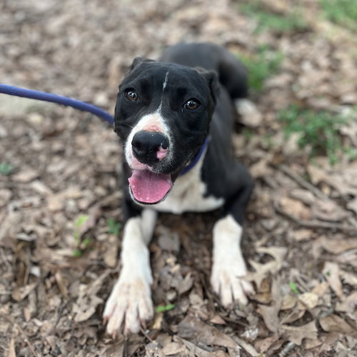 SAMOSA (P) - American Staffordshire Terrier / Terrier available for adoption