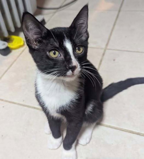 picture of the cat needing adoption