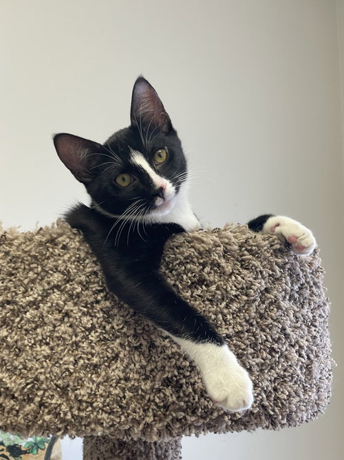 picture of the cat needing adoption