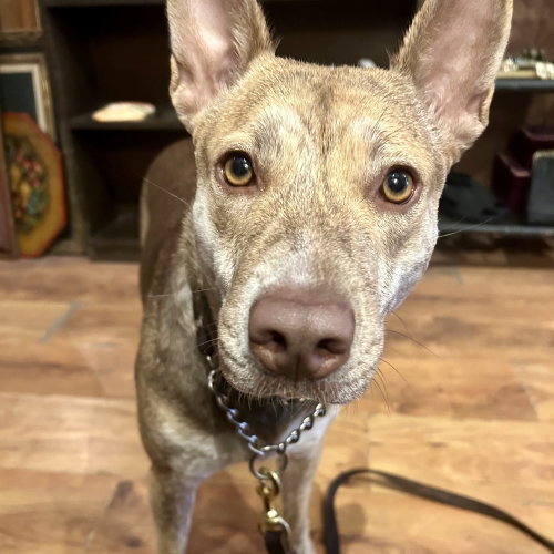 Renata, an adoptable Shepherd in Whitestone, NY