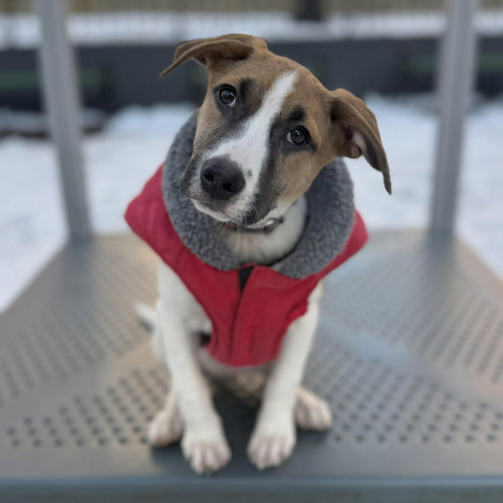 Terrier