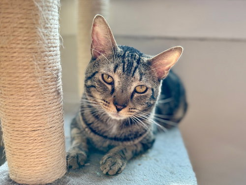 Luke, Domestic Short Hair, cat for adoption in Clifton, New Jersey