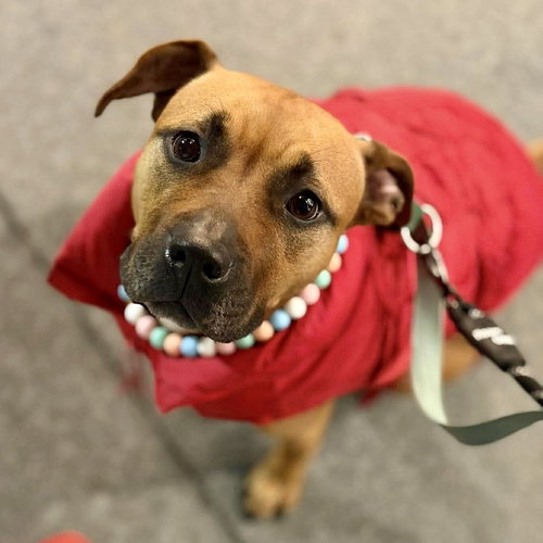 picture of the dog needing adoption