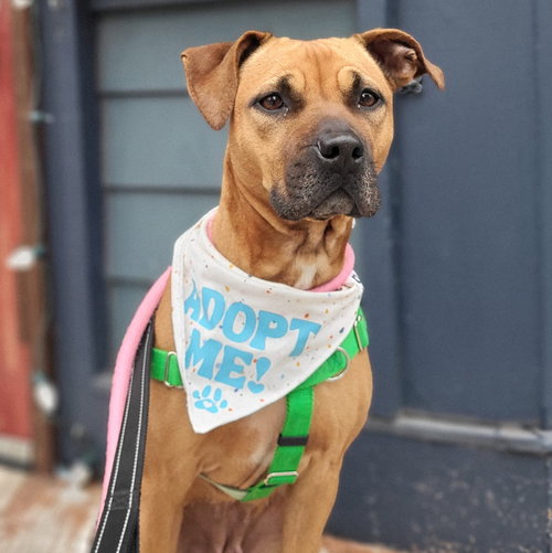 Juniper, an adoptable Terrier in Whitestone, NY