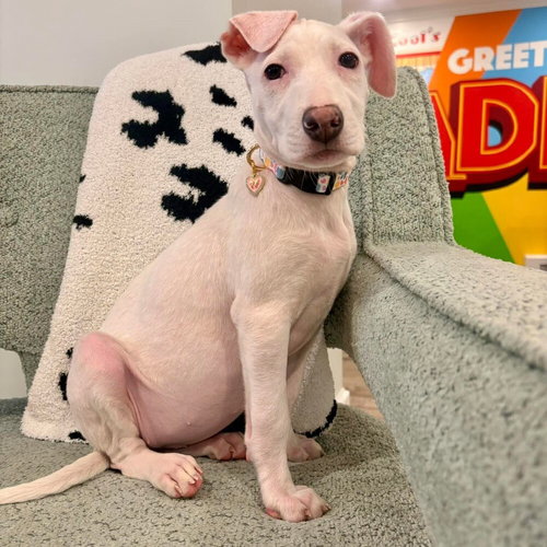 picture of the dog needing adoption