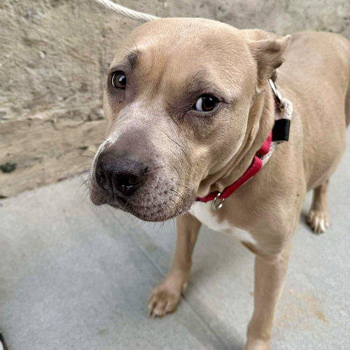 picture of the dog needing adoption