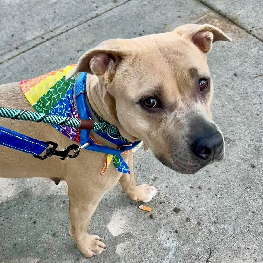Maude Pie