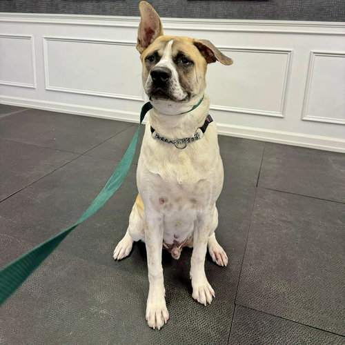 PIXEL - Terrier available for adoption