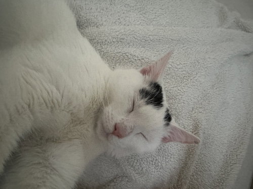 Valentina, Domestic Short Hair, cat for adoption in New Rochelle, New York