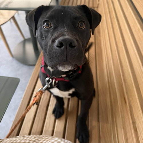 BOND (P) - American Staffordshire Terrier / Terrier available for adoption