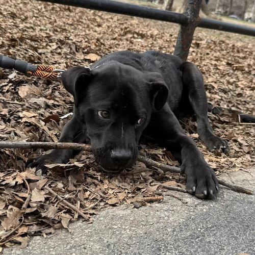 BOND (P) - American Staffordshire Terrier / Terrier available for adoption