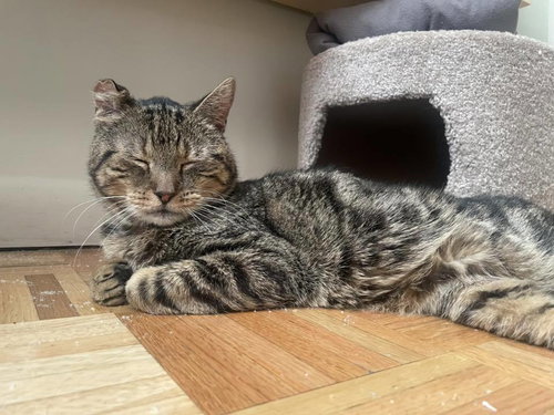 Teddy, Domestic Short Hair, cat for adoption in Clifton, New Jersey