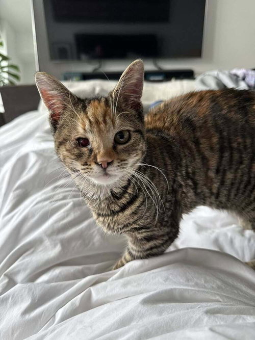 NUGGET - Domestic Short Hair available for adoption