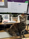 Nugget - Photo 3