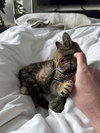 Nugget - Photo 4