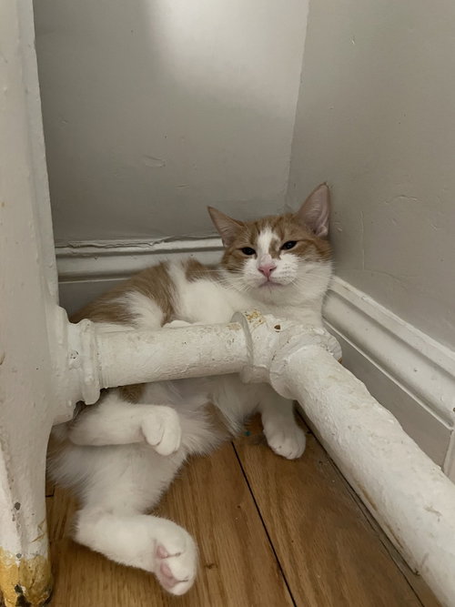Frannie, Domestic Short Hair, cat for adoption in Clifton, New Jersey