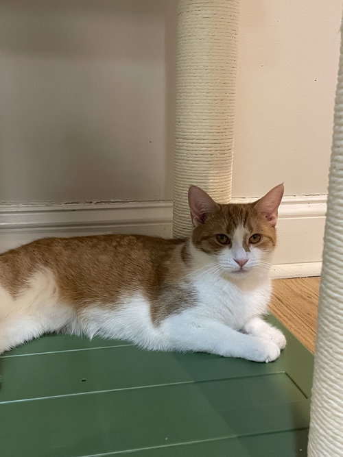 Frannie, Domestic Short Hair, cat for adoption in New Rochelle, New York