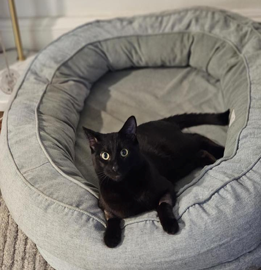Luci Image