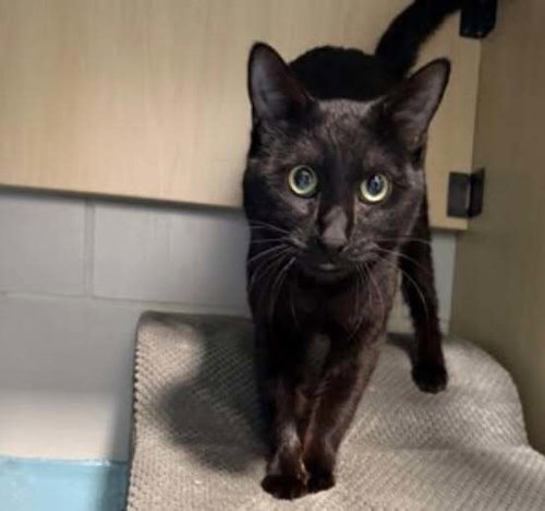 Luci, Domestic Short Hair, cat for adoption in Clifton, New Jersey