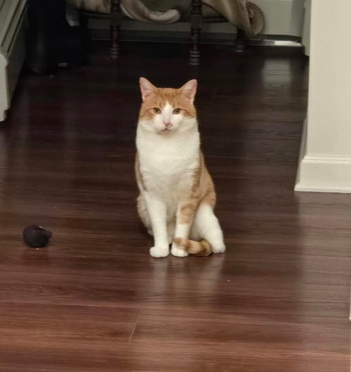 picture of the cat needing adoption