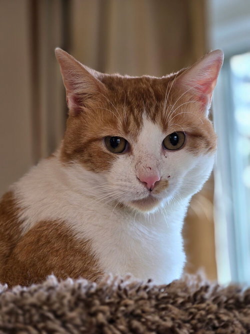 Mario, Domestic Short Hair, cat for adoption in New Rochelle, New York