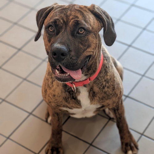 Ivy, an adoptable Terrier in Whitestone, NY