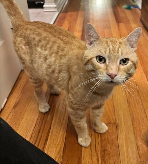 picture of the cat needing adoption