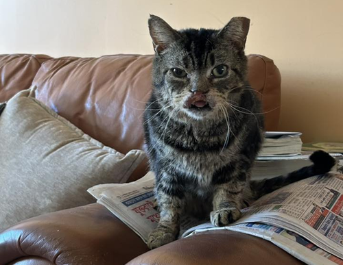 Stripey, Domestic Short Hair, cat for adoption in Clifton, New Jersey