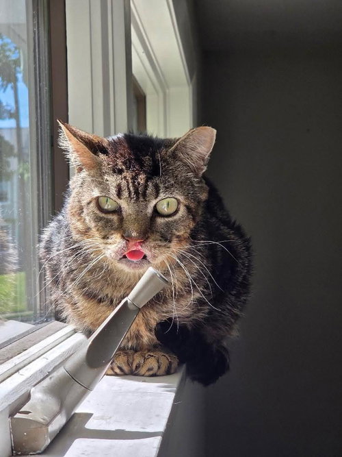 Stripey, Domestic Short Hair, cat for adoption in Mount Vernon, New York