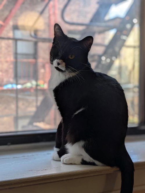 Milk, Domestic Short Hair, cat for adoption in New Rochelle, New York