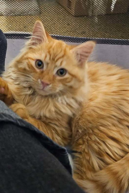 picture of the cat needing adoption