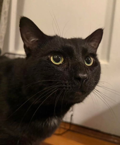 picture of the cat needing adoption