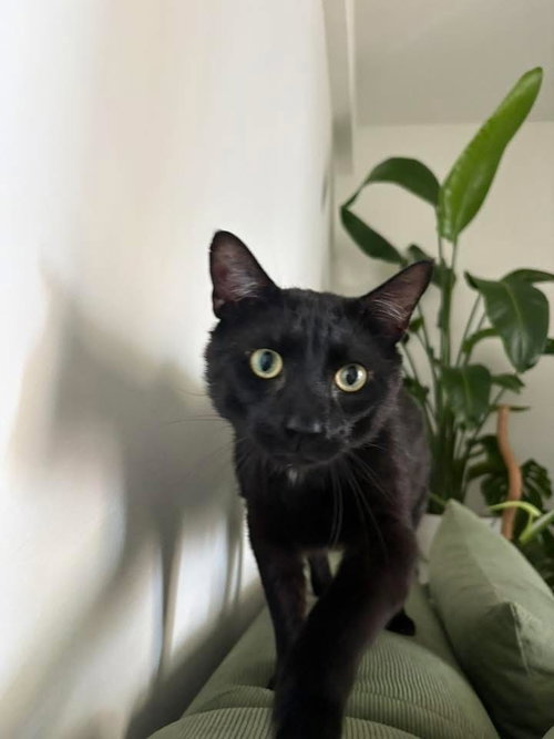 Weasel, Domestic Short Hair, cat for adoption in New Rochelle, New York
