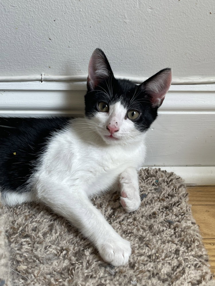 Benji Image