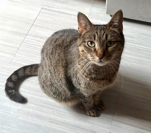 Riley, an adoptable Domestic Short Hair in Whitestone, NY