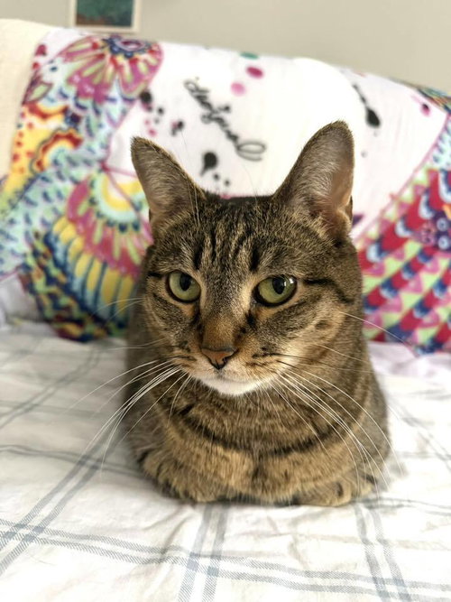 Riley, Domestic Short Hair, cat for adoption in Clifton, New Jersey