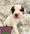 Bubble Beeper (p) - Photo 2