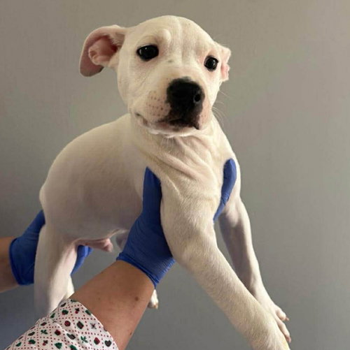 Crazy Dips (p), an adoptable Terrier in Whitestone, NY