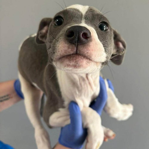 picture of the dog needing adoption